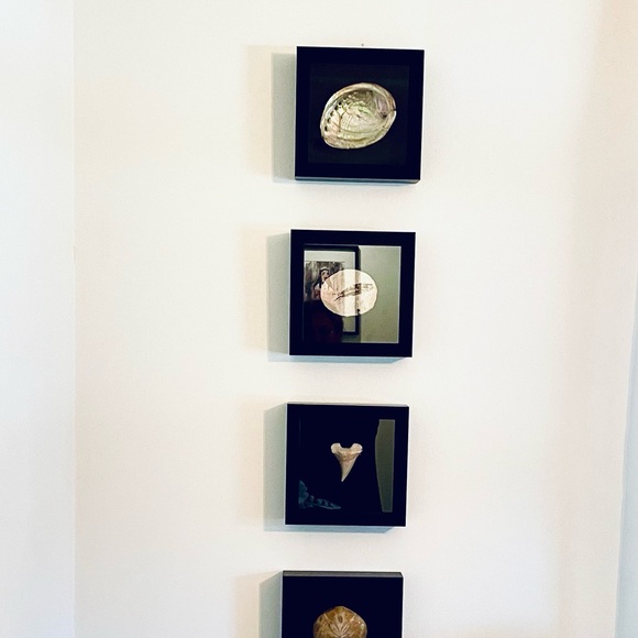 Fossil - Sand dollar fossil framed wall art - Picture 6 of 6